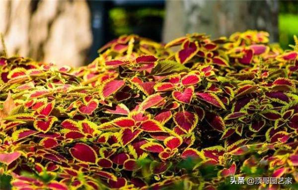 盤點15種適合庭院的彩葉植物，好看的庭院都需要一點不一樣的色彩