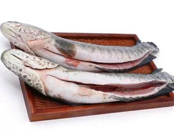 入冬後女人懷孕記得吃5種魚,忌食1種魚,吃對了身體才會棒棒噠 入冬後女人懷孕記得吃5種魚,忌食1種魚,吃對了身體才會棒棒噠