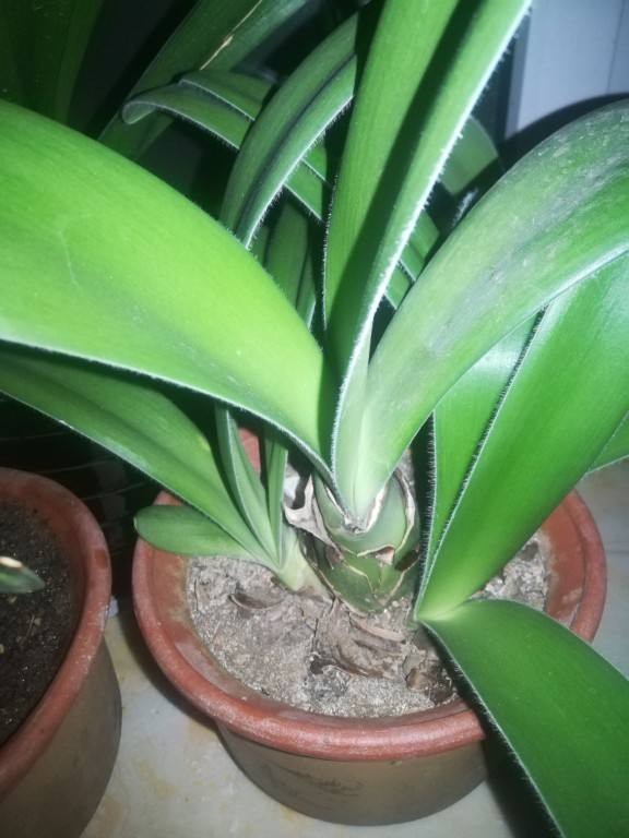 10種帶&OpenCurlyDoubleQuote;虎&rdquo;的花，虎年虎虎生風，認識的人真不多