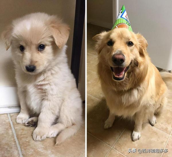 你的小狗狗長大啦，但是有些事永遠不會變