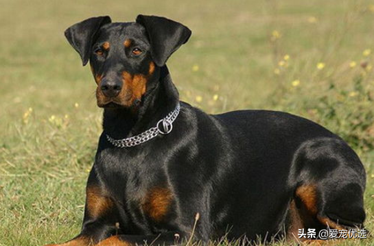 開啟寒冬!這幾種狗狗最怕冷,大家都準備好棉服了嗎? 開啟寒冬!這幾種狗狗最怕冷,大家都準備好棉服了嗎?