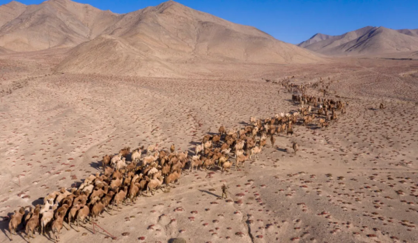 阿克塞：駱駝轉場場面壯觀