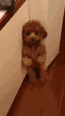 這4種狗狗被拋棄就沒“活路”了,說的可能是你家狗 這4種狗狗被拋棄就沒“活路”了,說的可能是你家狗