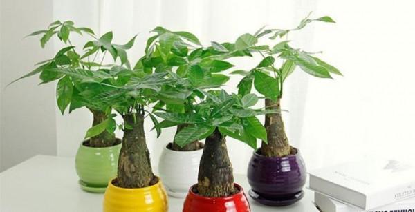 公認的“八種旺財花”,適合養在家裡,不僅寓意好,還很養人 公認的“八種旺財花”,適合養在家裡,不僅寓意好,還很養人