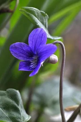 我愛養花，但遠不如老舍先生會養