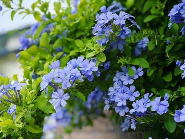 這些花“深藏不露”，別看便宜，不僅好養顏值還高，越養越上癮