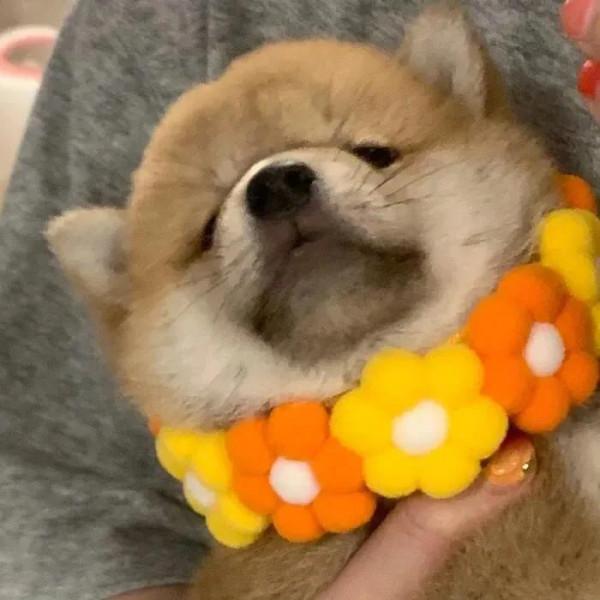 柴犬頭像 | 實現頭像自由