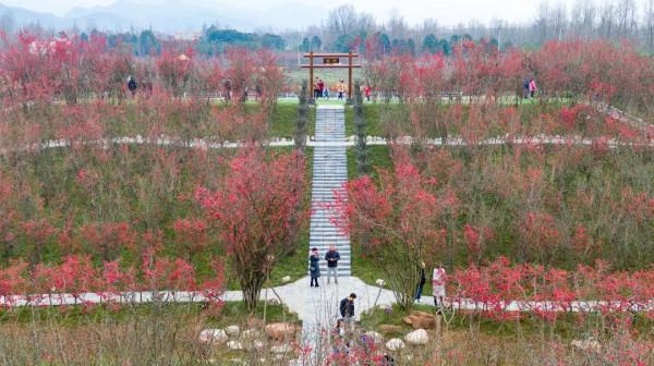 「問花村」暗香湧動！千畝梅花盛開啦