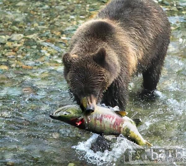 美國釣魚網sniper:我和飛蠅釣的緣分2 美國釣魚網sniper:我和飛蠅釣的緣分2