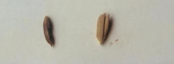 草民看歷史：“食”遍天下與原始農業文明（二）