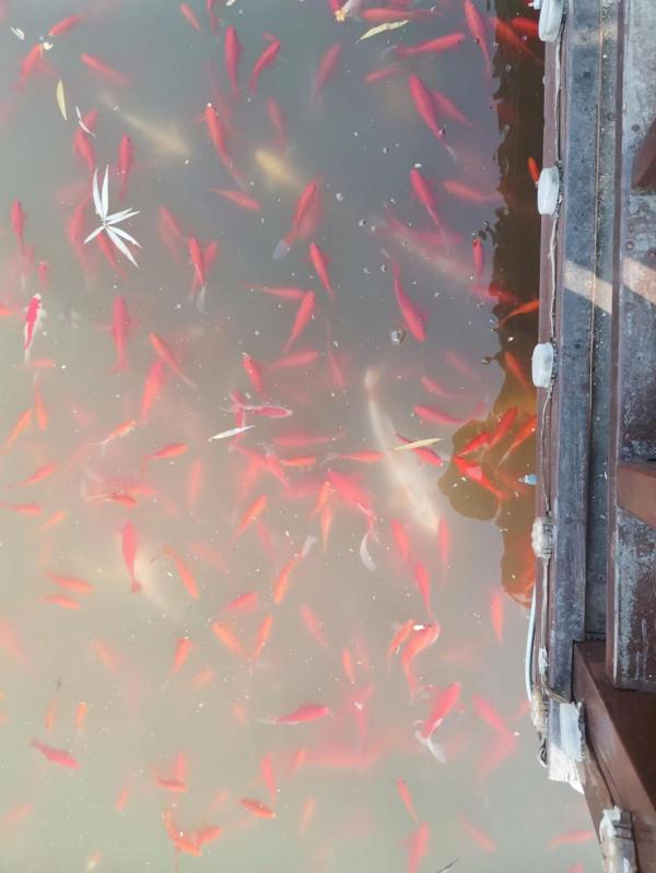 公園湖畔，景色宜人