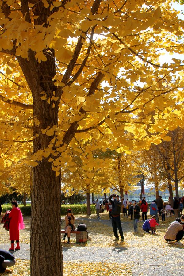 去奧森公園，盡享“京”彩秋色 #秋日好時光##小生活，大財富#