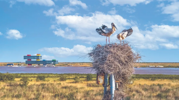 林草科普|黃河口溼地:“鳥類國際機場” 林草科普|黃河口溼地:“鳥類國際機場”