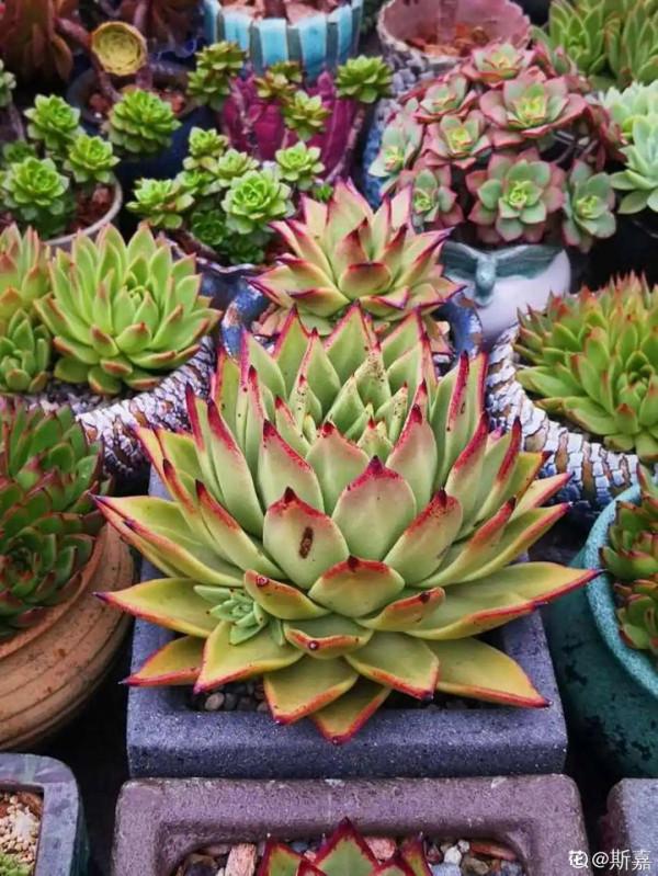 多肉夏天怎麼養?休眠期一到,就要小心了 多肉夏天怎麼養?休眠期一到,就要小心了