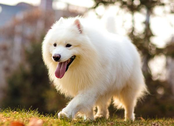 想毀掉一段關係,就送對方一隻“薩摩耶犬” 想毀掉一段關係,就送對方一隻“薩摩耶犬”