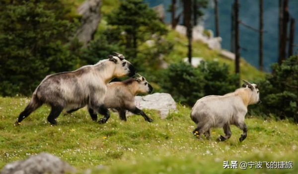 美國黃石的13倍！我國首批國家公園正式官宣，驚豔世界的風景來了