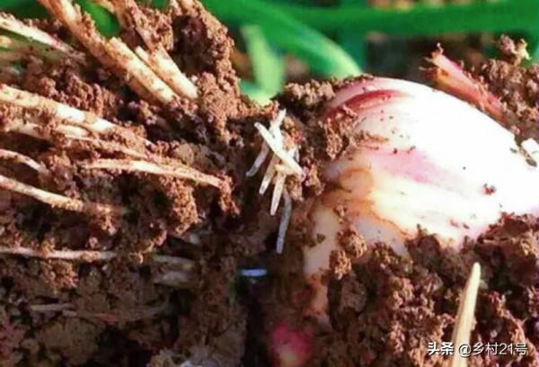 過幾天就到中秋節了，抓緊種植這種蔬菜，附上高產技巧