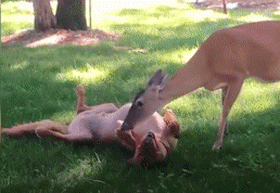 大金毛11年前救了一頭母鹿，結果它每年都會帶著娃上門找狗子幫忙