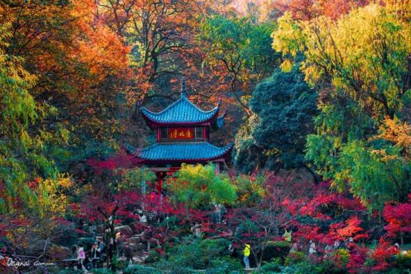 層林盡染愛晚亭