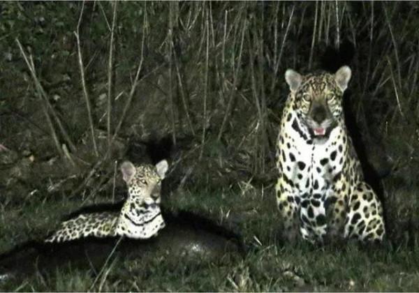 動物界奇異瞬間抓拍，從未見過這麼讓人驚歎的絕妙瞬間，大開眼界