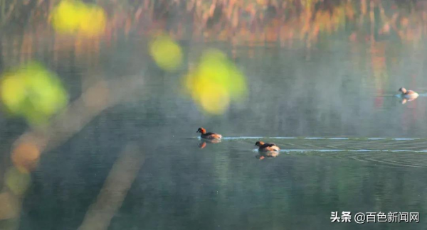美到不捨得眨眼！來德保，邂逅黑天鵝