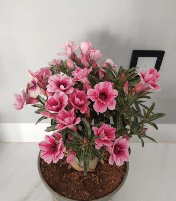 需要“窮養”的三種花，用小盆少澆水，才能養得“長長久久”