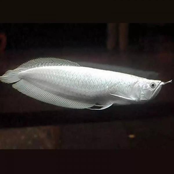 風水秘訣——銀龍魚“祝壽”