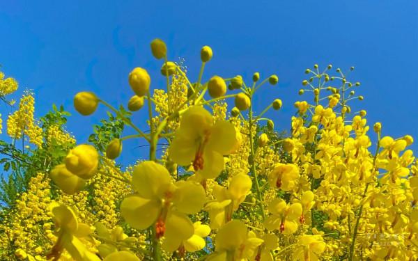 雲實滿山無鳥雀 雲實滿山無鳥雀