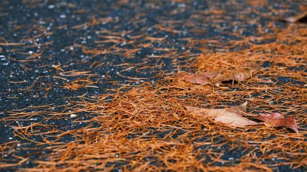 紅旗嶺上秋正濃 紅旗嶺上秋正濃