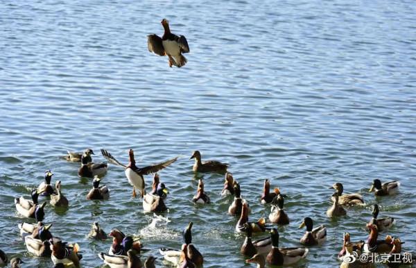 北海公園小精靈們愉快的午餐