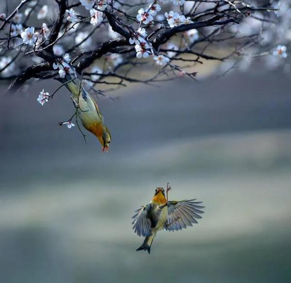 分享圖片：精美絕倫的鳥兒。顏色鮮豔，姿態優美，太招人喜歡了