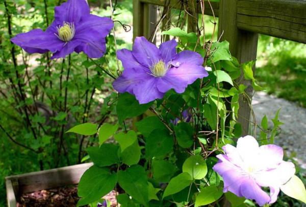 好看又好養的花,栽花盆裡不用管,年年冒新芽 好看又好養的花,栽花盆裡不用管,年年冒新芽