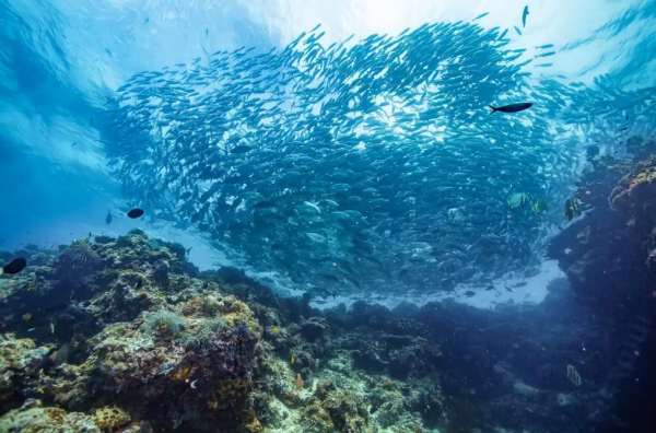 仙本那,與鯨鯊共舞,住水上木屋 仙本那,與鯨鯊共舞,住水上木屋