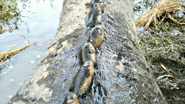 魚竟然也可以上岸行走？上樹爬山都可以，只要吃貨別擋道