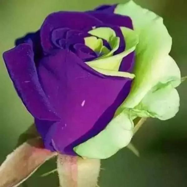 奇妙的大自然，奇妙的花