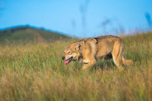 祁連山遊客順手救治受傷野狼，兩年後再相逢，野狼還能認出恩人