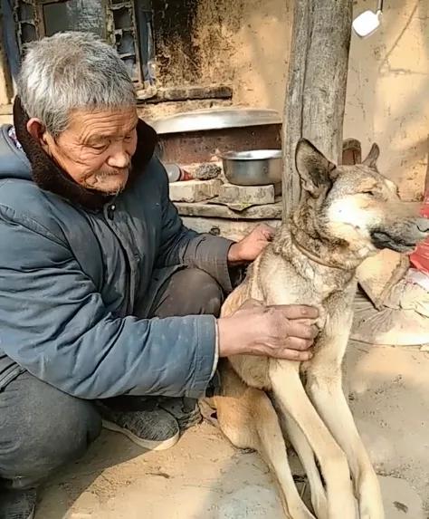 老人撿回狼崽撫養，當孩子照顧，12年後狼走了，老人含淚埋葬