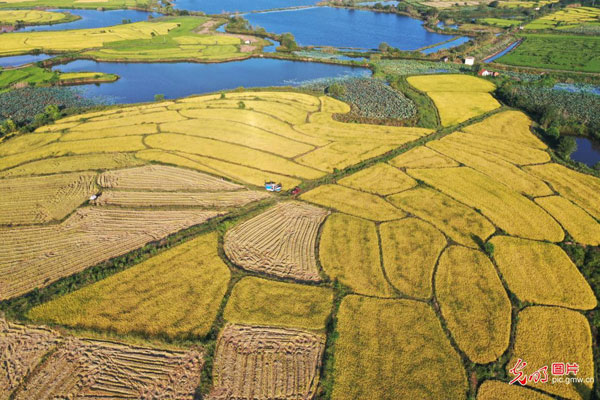 中秋時節話豐收 中秋時節話豐收