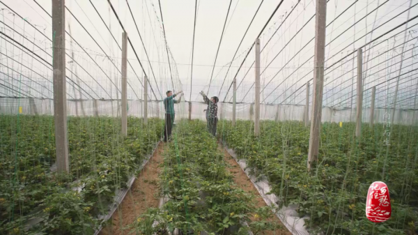 一畝地十萬塊,看小小西紅柿如何“紅火”了膠東半島上這個村 一畝地十萬塊,看小小西紅柿如何“紅火”了膠東半島上這個村