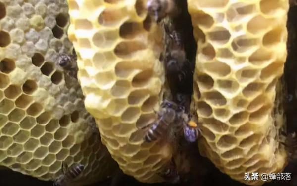 人畜都不放在眼裡的蜜蜂，為啥被巢蟲咬得滿山跑？也不能全怪蜜蜂