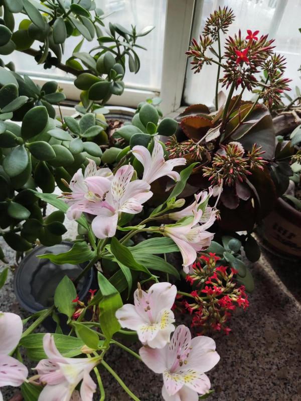 年味雖然越來越淡，擋不住花開的燦爛和孩子的快樂