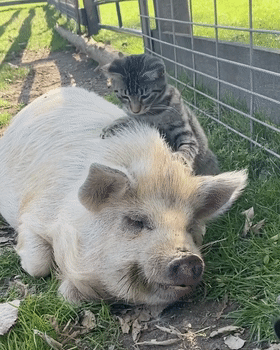 有社交牛逼症的狸花貓，征服了農場所有動物，成為了農場的代言人