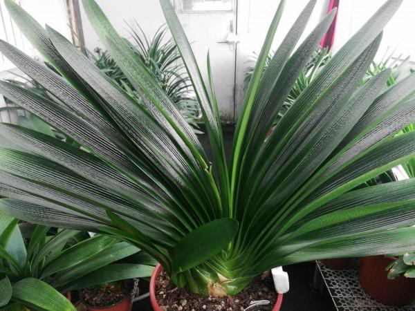 老人居室養&OpenCurlyDoubleQuote;3種花&rdquo;，漂亮大氣、茁壯好養，長壽健康相伴