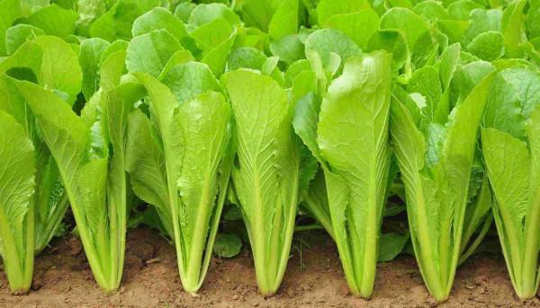 老人記得在飲食上多留心，冬季多吃4物，易消化又有營養