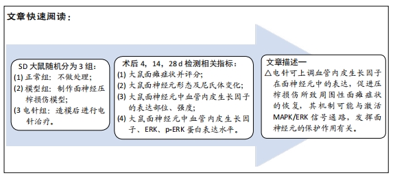 電針干預面神經壓榨模型大鼠促進面神經的再生