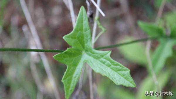 帶你一起回味62種南方野果子,它們是物質匱乏年代小朋友的零食 帶你一起回味62種南方野果子,它們是物質匱乏年代小朋友的零食