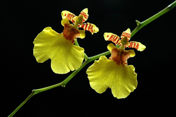 秋天常見的60種花，最全花卉圖譜，收藏起來慢慢看