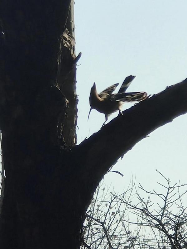 《路邊的豹紋鳥》