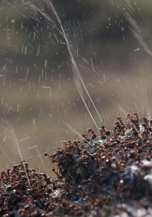 微距 奇妙的螞蟻世界