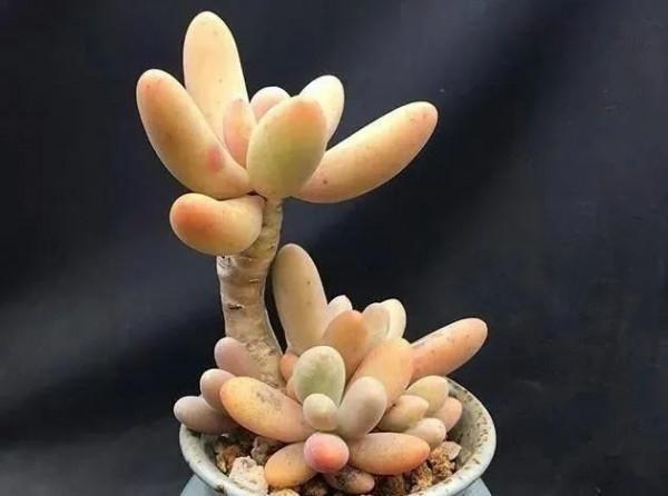 盤點盤點多肉界的“美人”們，個個顏值爆表，你養過哪幾種？